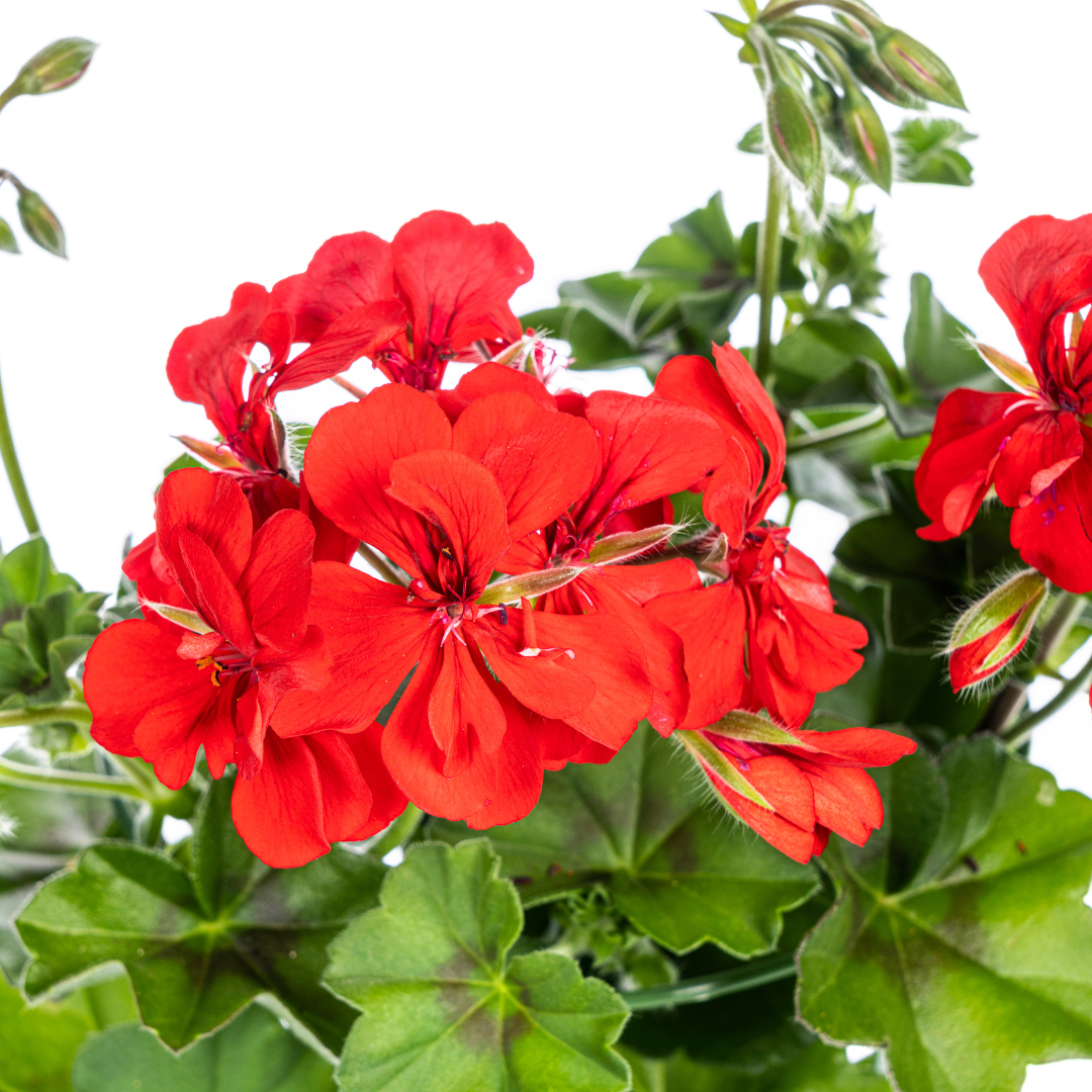 8x Pelargonium peltatum Rot Ø12 cm - ↕20 cm - Pflanzfix24