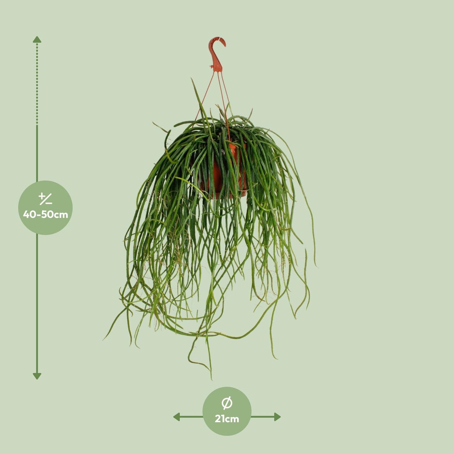 Selenisereus Wercklei - Ø21cm - ↕50cm - Pflanzfix24
