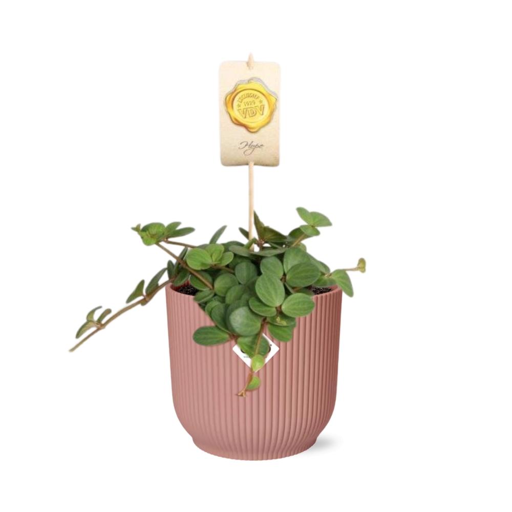 Peperomia ‘Hope’ in ELHO Vibes Fold 14cm - Rosé | Pflanzfix24