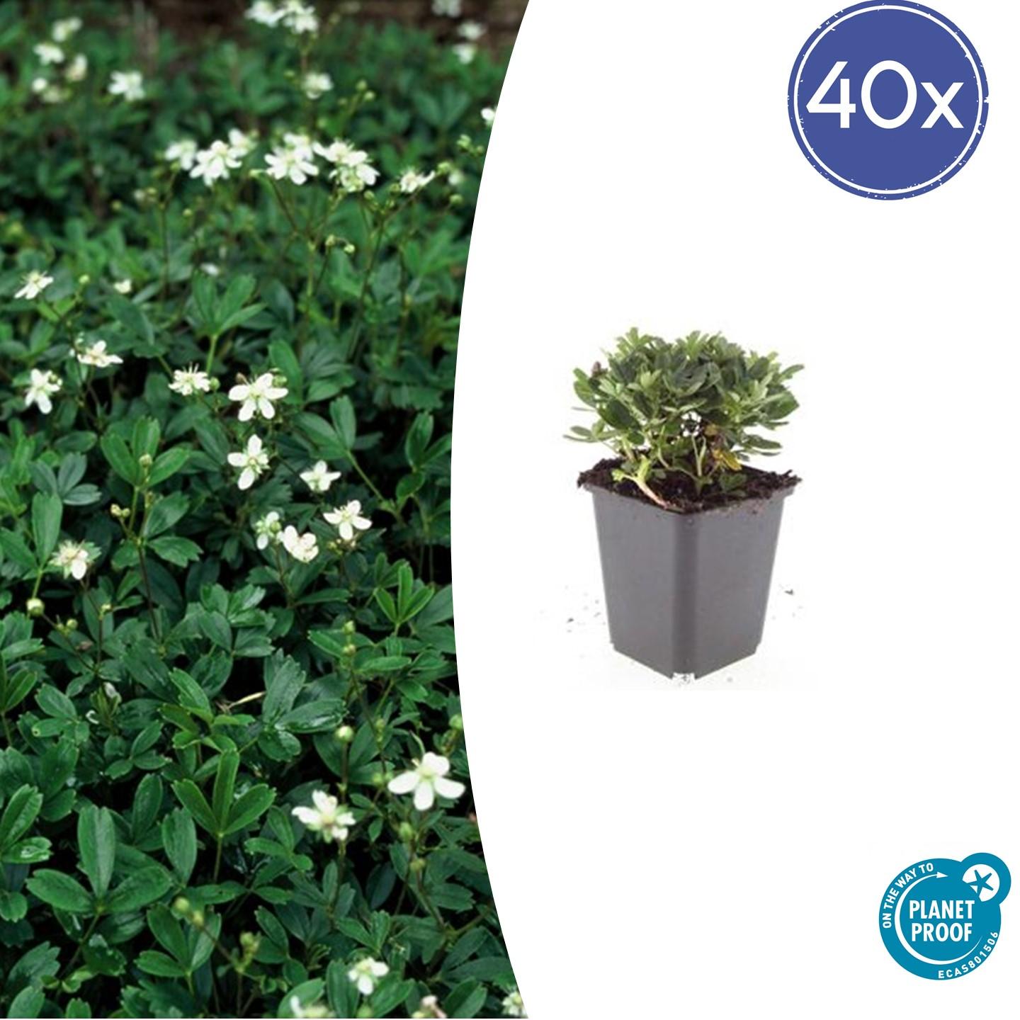 40x Potentilla tridentata 'Nuuk' - Pflanzfix24.de - Pflanzfix24.de