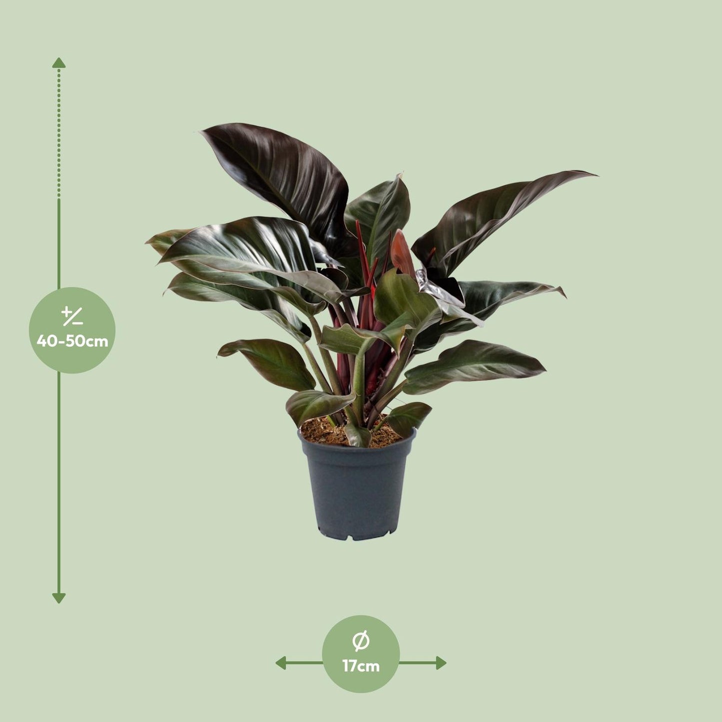 Philodendron Imperial Red - Ø17cm - ↕50cm - Pflanzfix24
