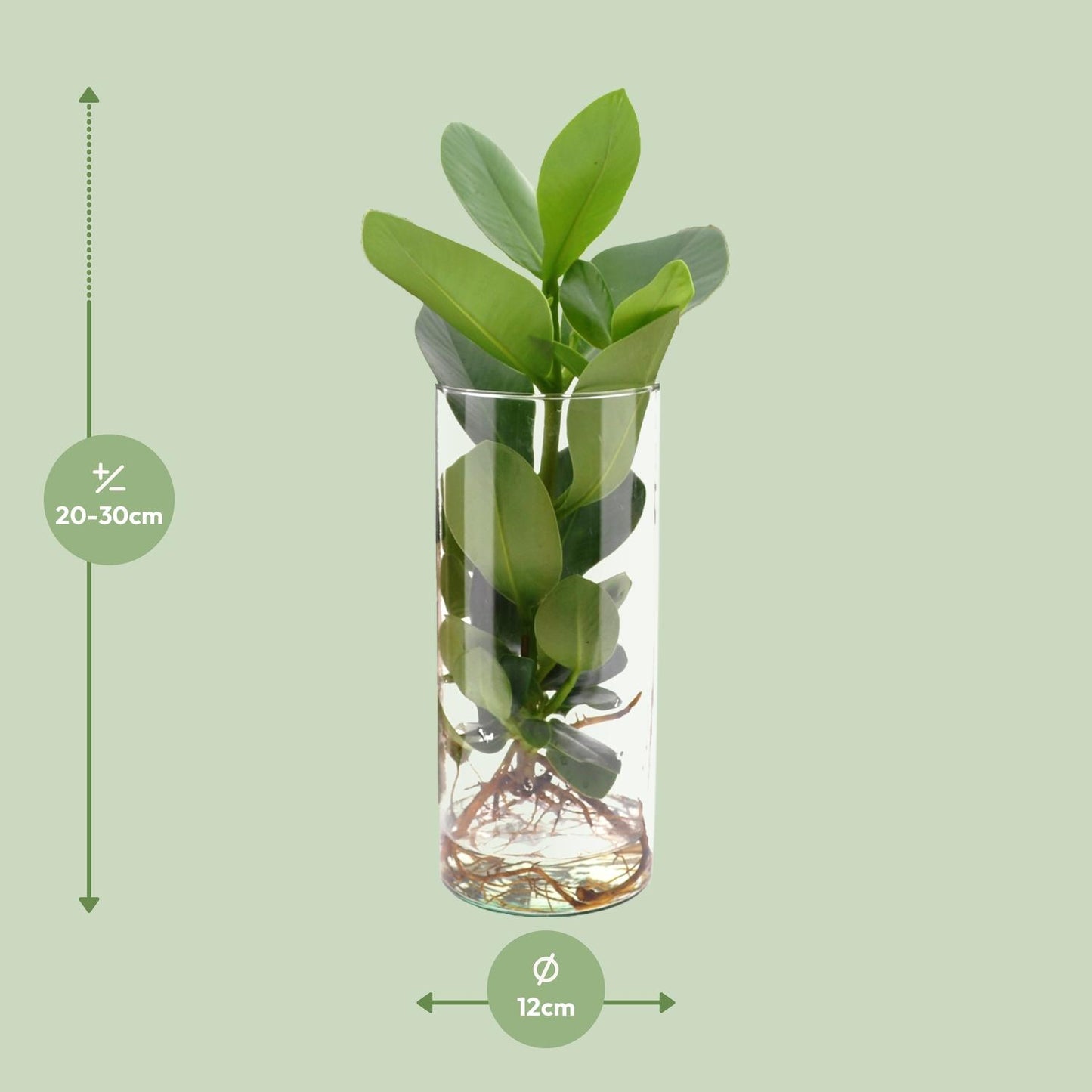 Clusia In Cylinder Glas - Ø12cm - ↕30cm - Pflanzfix24.de - Pflanzfix24.de