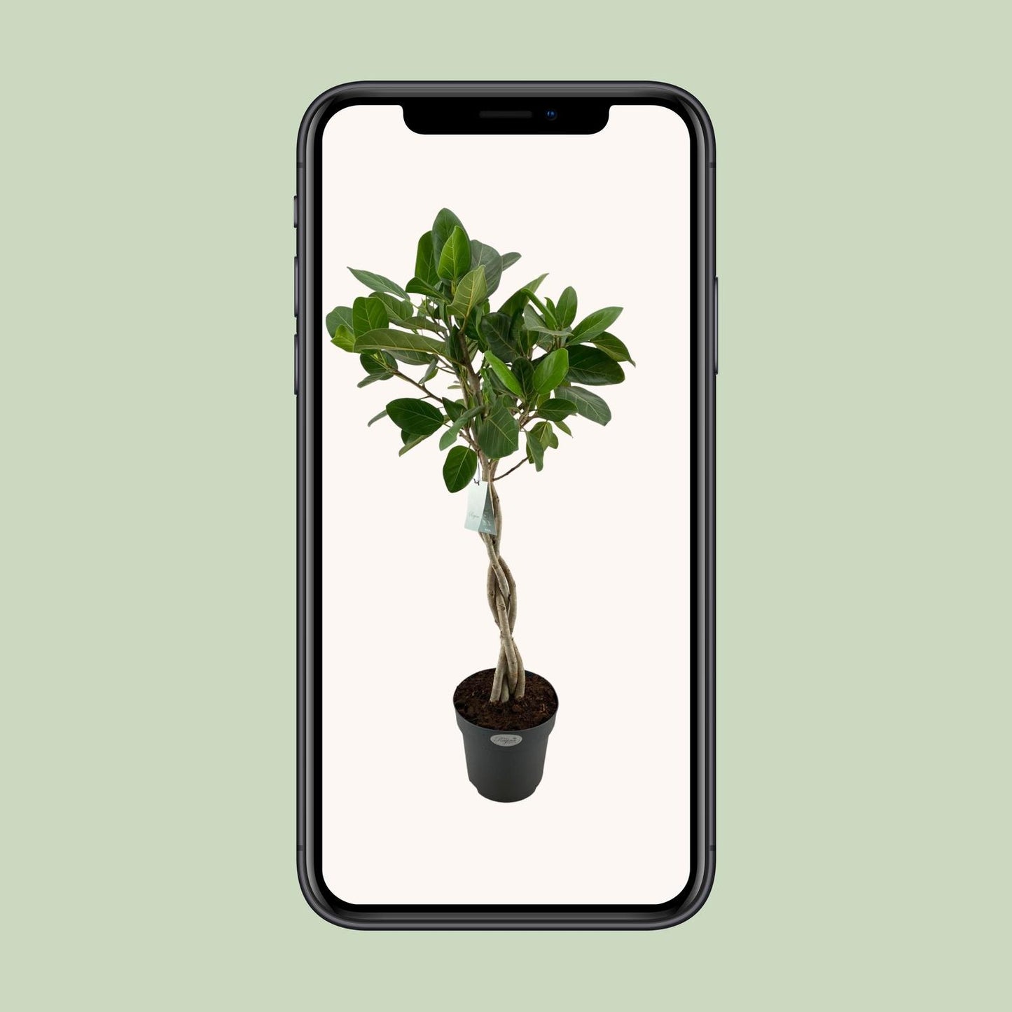 Ficus Benghalensis Audrey - Ø27cm - ↕110cm bei Pflanzfix24