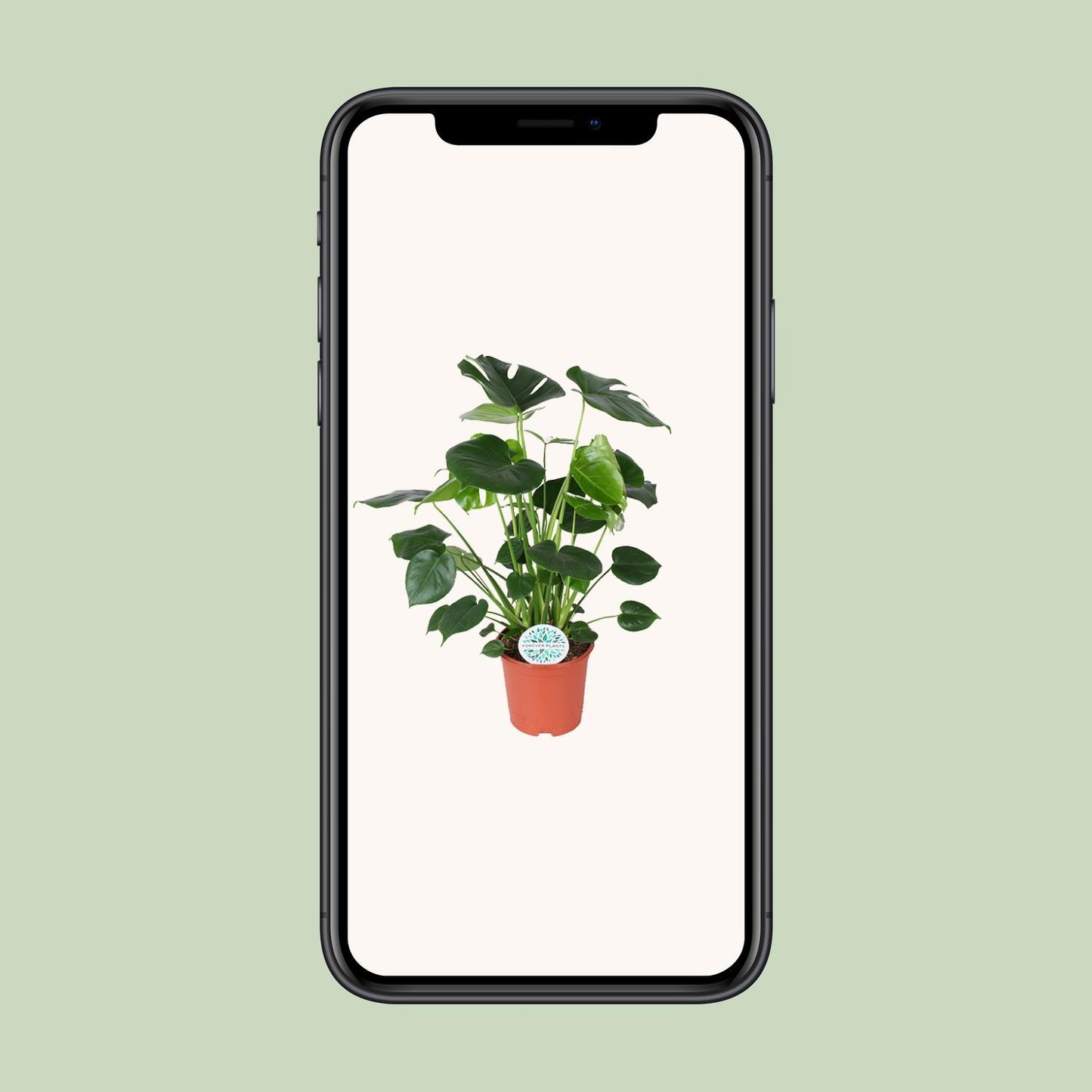 Monstera Deliciosa - Ø21cm - ↕80cm - Pflanzfix24