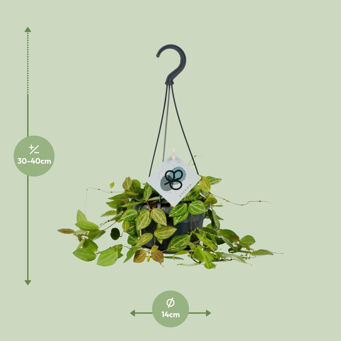 Dischidia Ovata - Ø14cm - ↕40cm - Pflanzfix24.de - Pflanzfix24.de