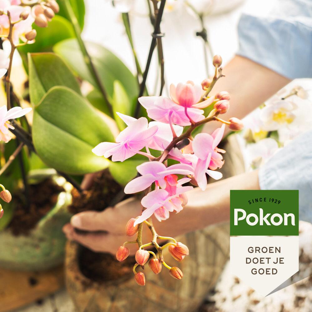 Pokon Bio Orchideenfutter 250 ml – Pflanzfix24.de - Pflanzfix24.de