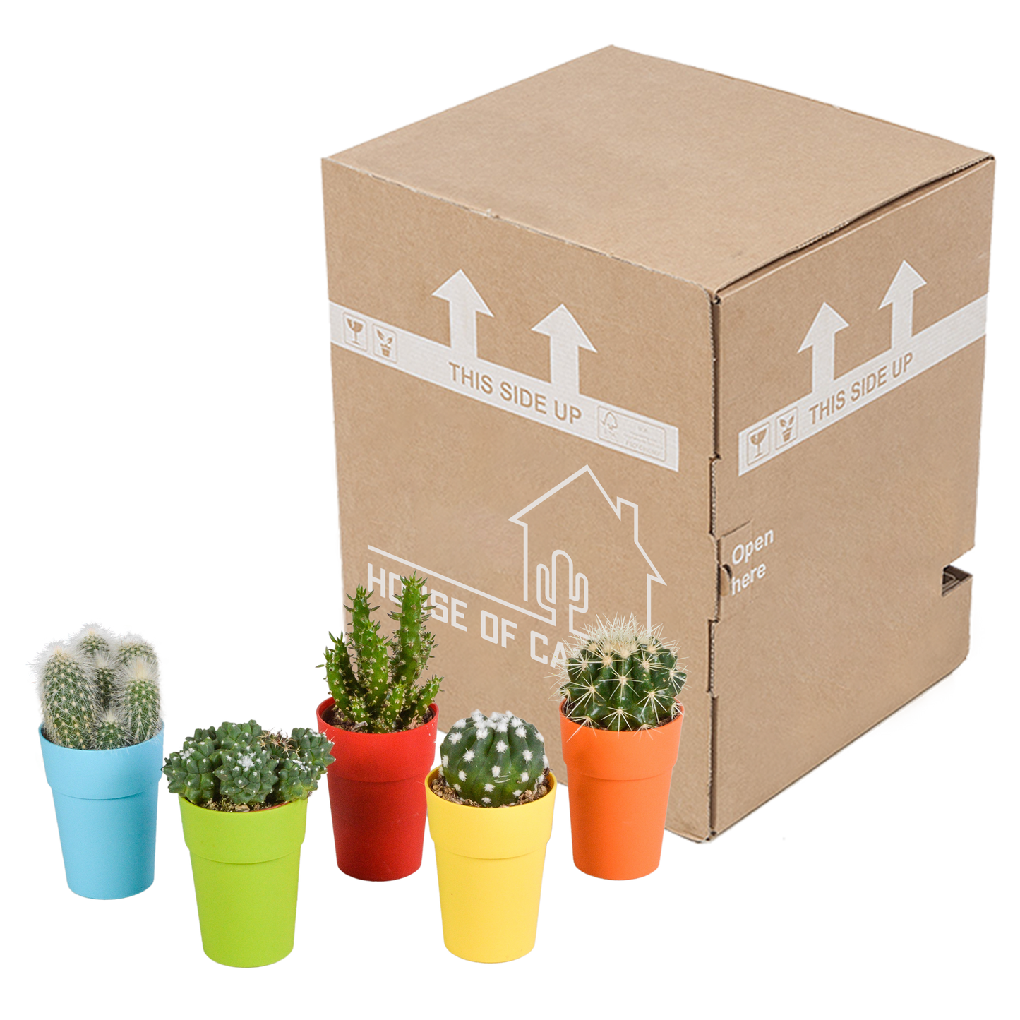 Kakteenmischung 5,5 cm - 5x - in gekleurde plasticpot - Pflanzfix24.de - Pflanzfix24.de