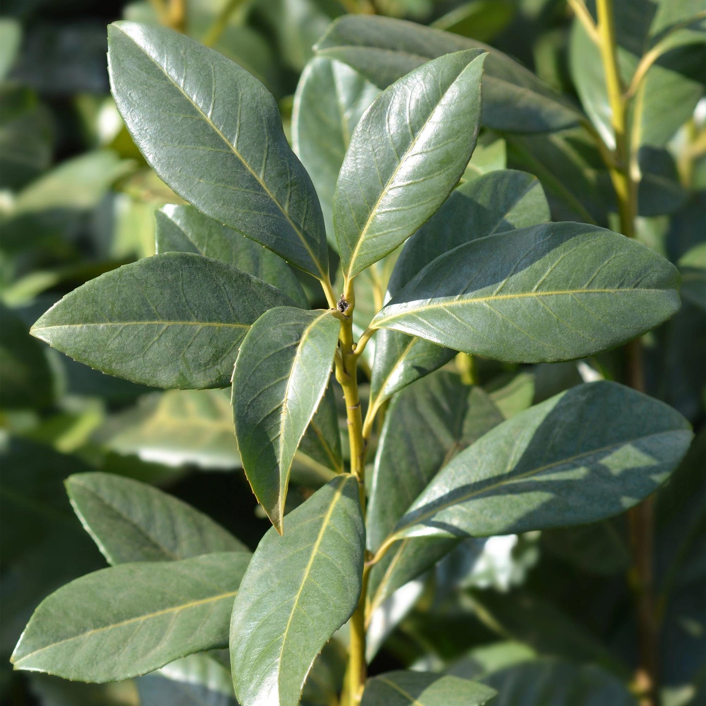 Pflanzfix24 - Prunus laurocerasus Caucasica - Heckenpflanzen - 8 Pflanzen - 1 laufenden Meter
