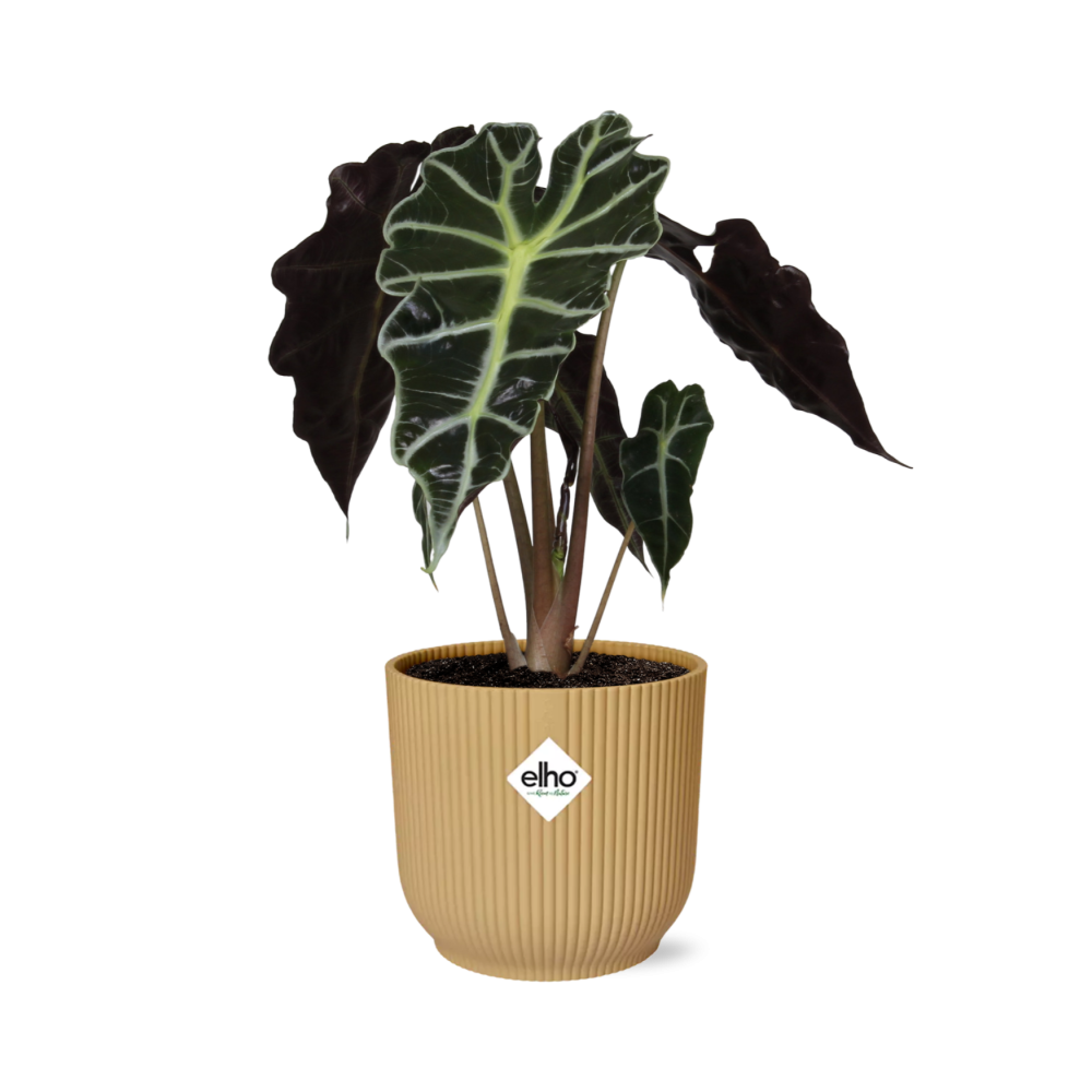 Alocasia Elefantenohr 'Polly' in ELHO Vibes Fold 14cm - Pflanzfix24
