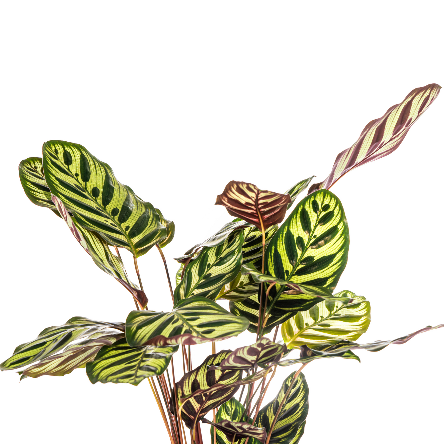 Calathea Makoyana Ø17cm - Pflanzfix24