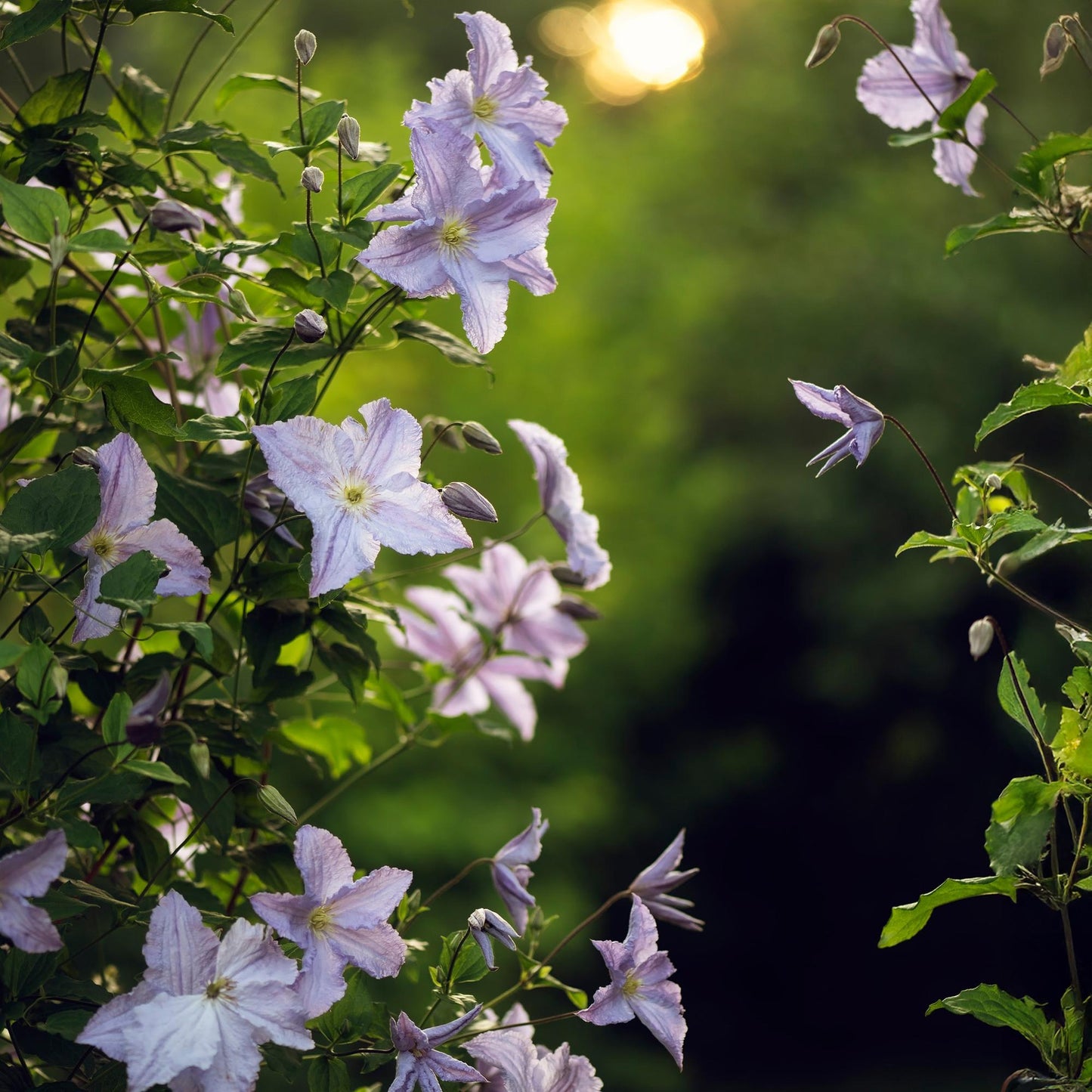 pflanzfix24 - Clematis Blue Angel - Kletterpflanze - Blüte Licht Blau - 2 Pflanzen