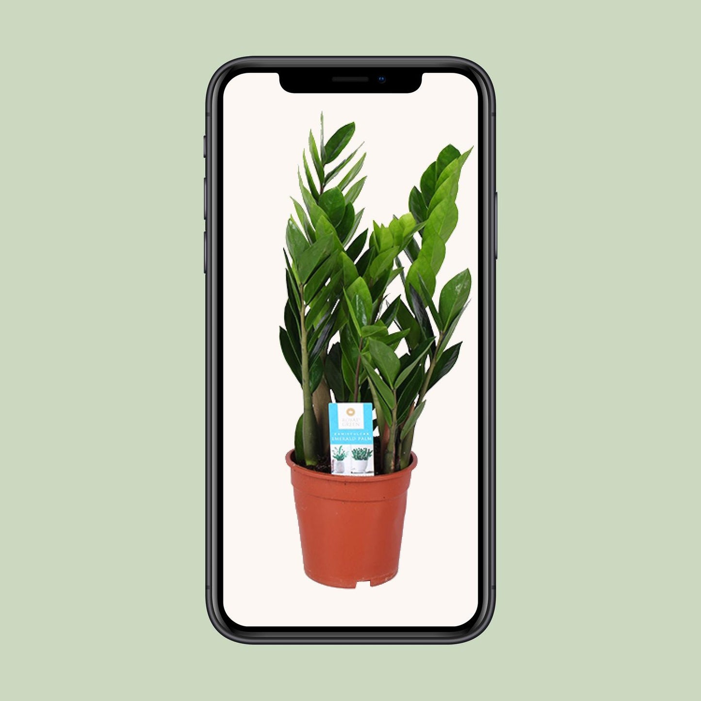 Zamioculcas Zamiifolia Ø17cm – Luftreinigend & Pflegeleicht | Pflanzfix24