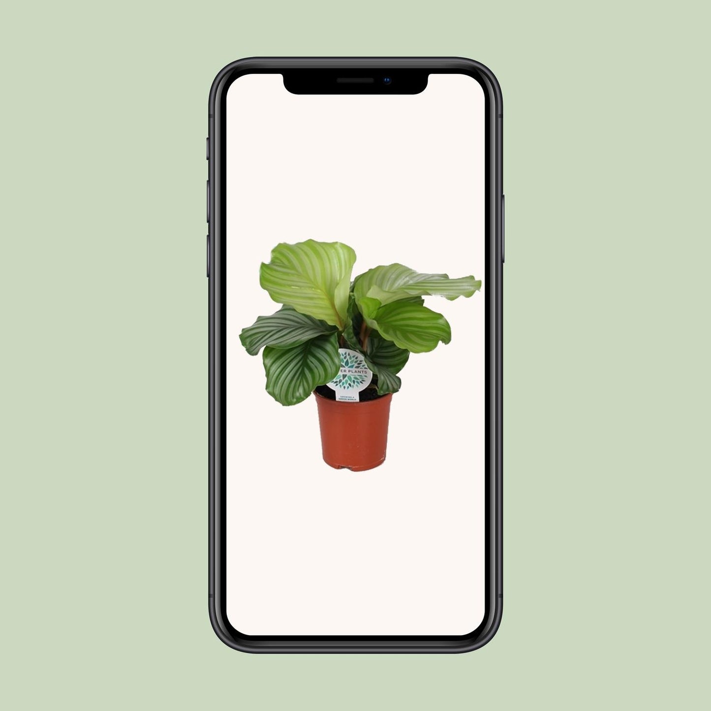 Calathea Orbifolia Ø14cm – Exotische Zimmerpflanze | Pflanzfix24