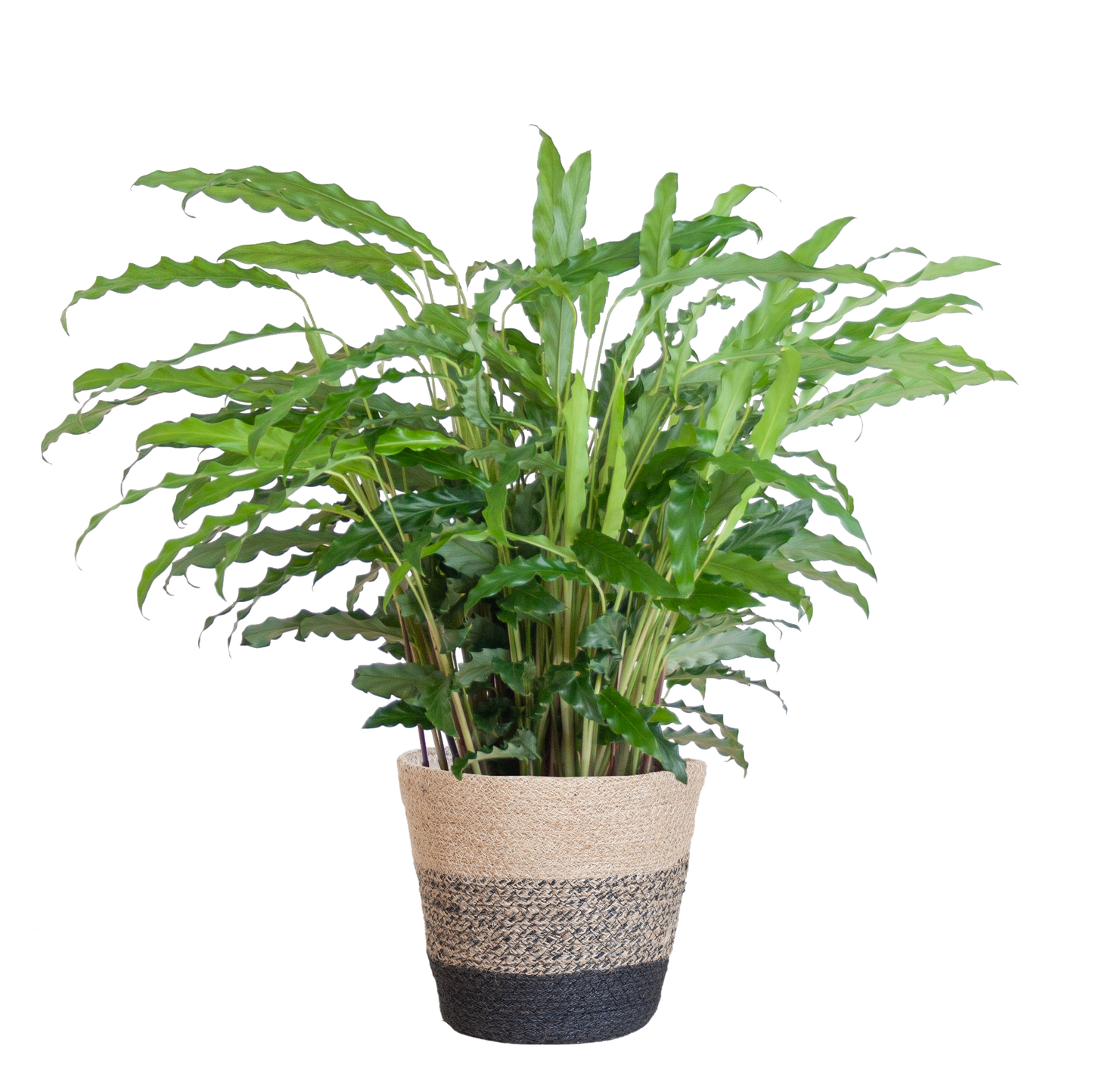 Calathea Rufibarba mit Korb Lissabon schwarz - 55cm - Ø17 - Pflanzfix24
