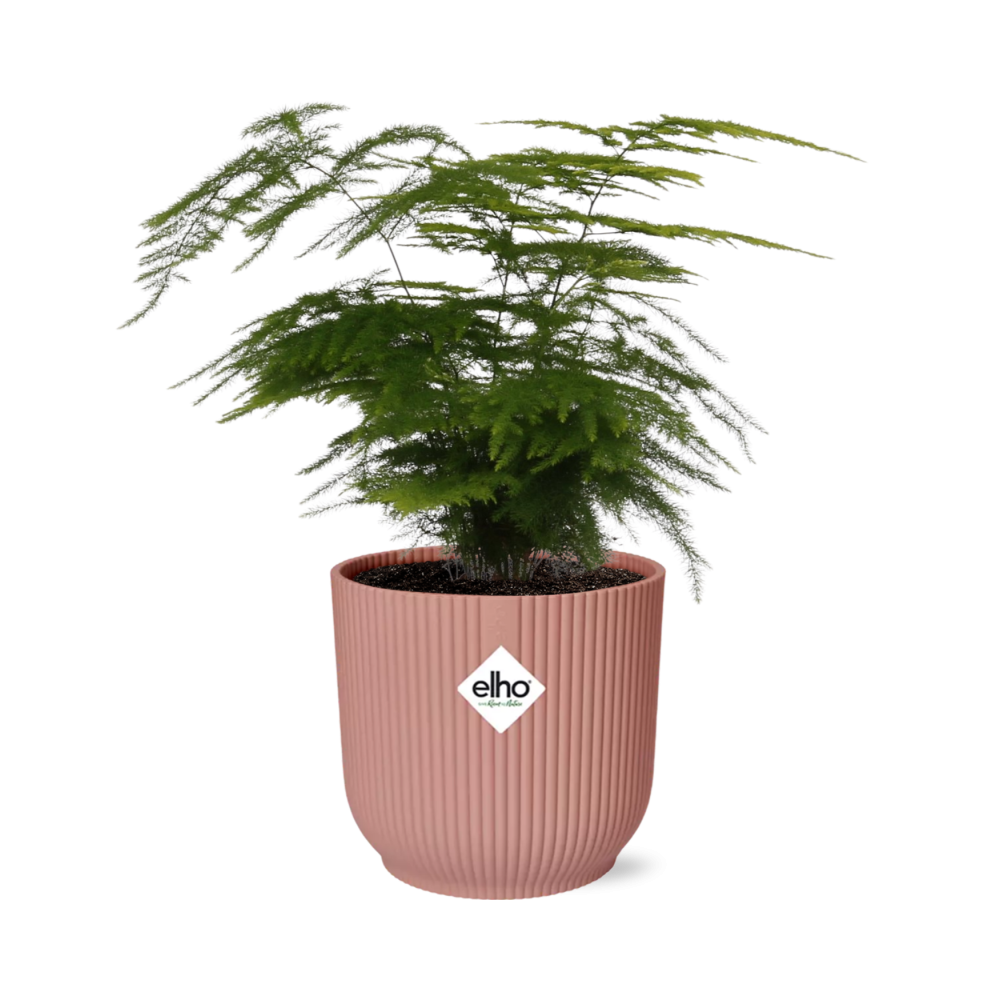 Asparagus Setaceus ‘Plumosus’ 14cm ELHO Topf rosa | Pflanzfix24