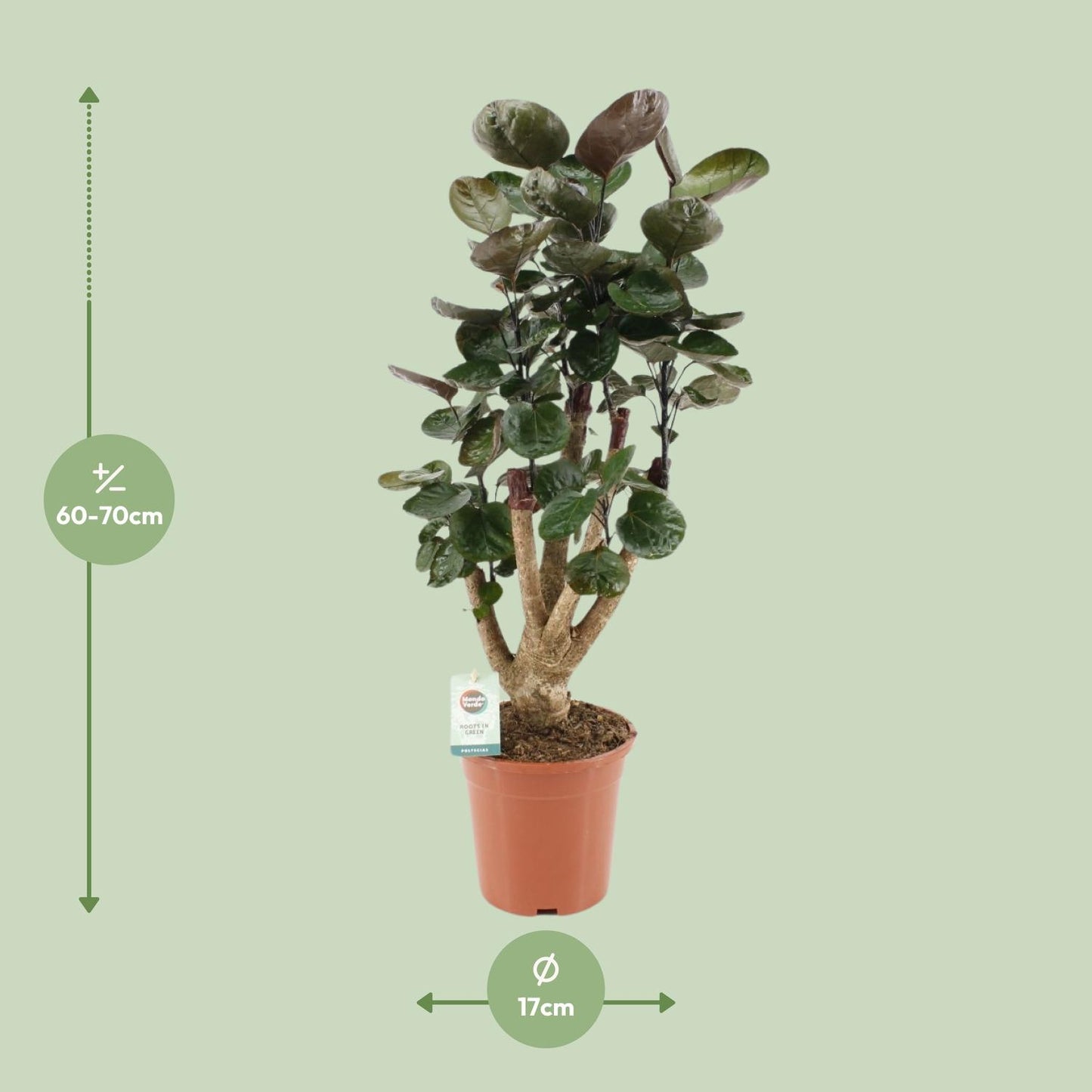 Polyscias Fabian - Ø17cm - ↕65cm - Pflanzfix24