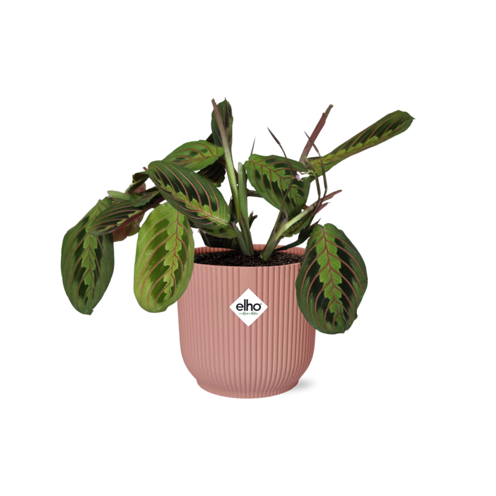 Maranta Leuconeura ‘Fascinator’ Tricolor 14cm ELHO Vibes Fold | Pflanzfix24
