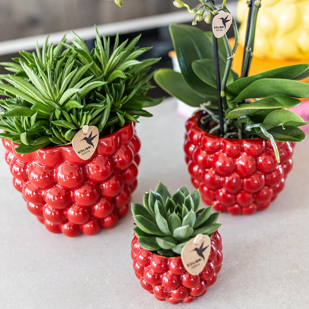 Berry Blumentopf Rot Ø12cm – Großer Keramik-Ziertopf mit Beerenstruktur | Pflanzfix24.de - Pflanzfix24.de