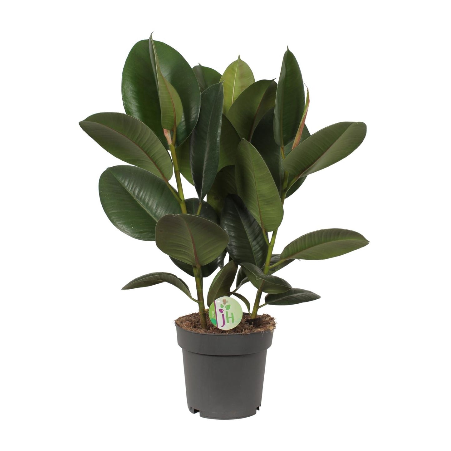 Ficus Robusta - Ø19cm - ↕50cm - Pflanzfix24
