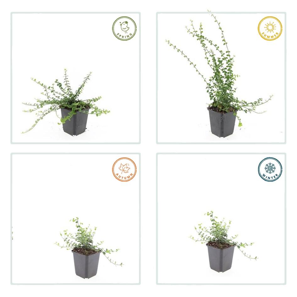 40x Euonymus fort. 'Minimus' - ↕10-25cm - Ø9cm bei Pflanzfix24.de - Pflanzfix24.de