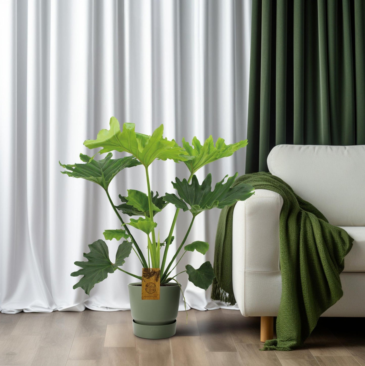 Philodendron Selloum Elefantiana - Ø21cm - ↕100cm - Pflanzfix24