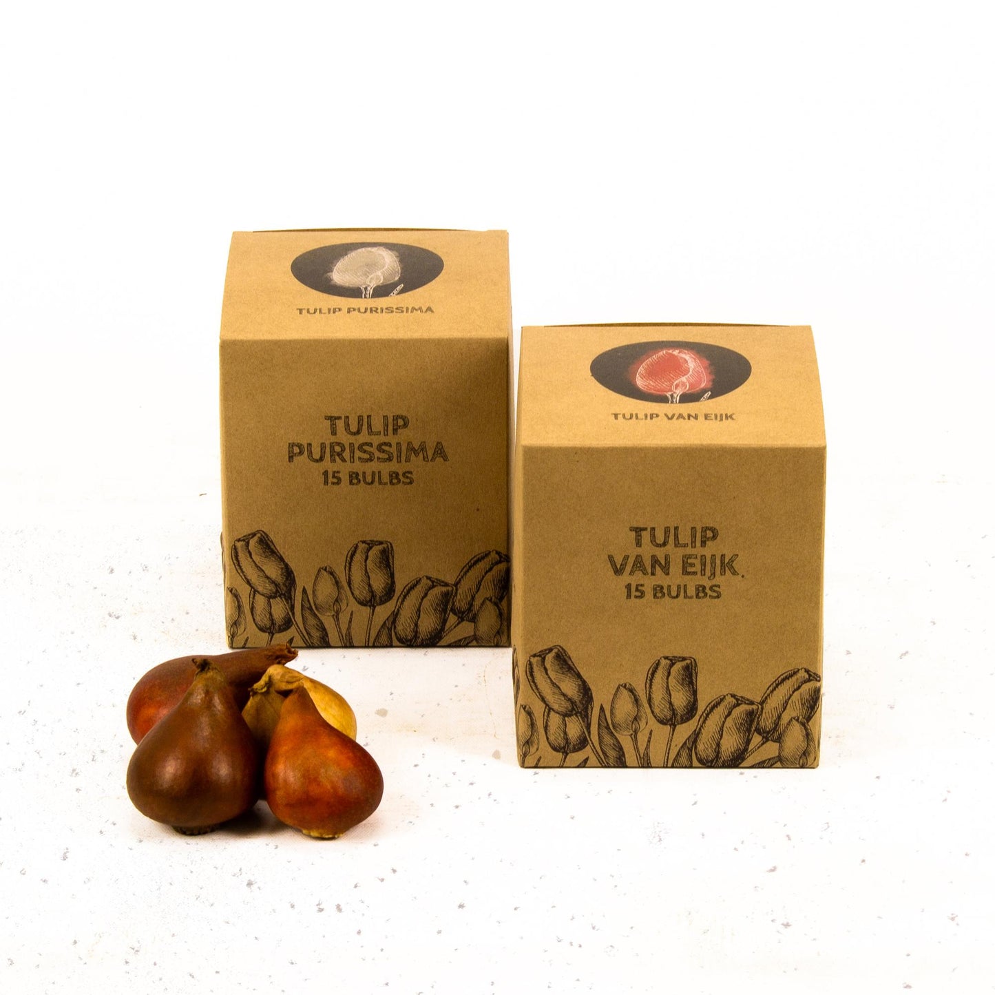 Blumenzwiebeln Amsterdam - Elly's Choice - 30 Tulpenzwiebeln - Größe 12+ - Pflanzfix24