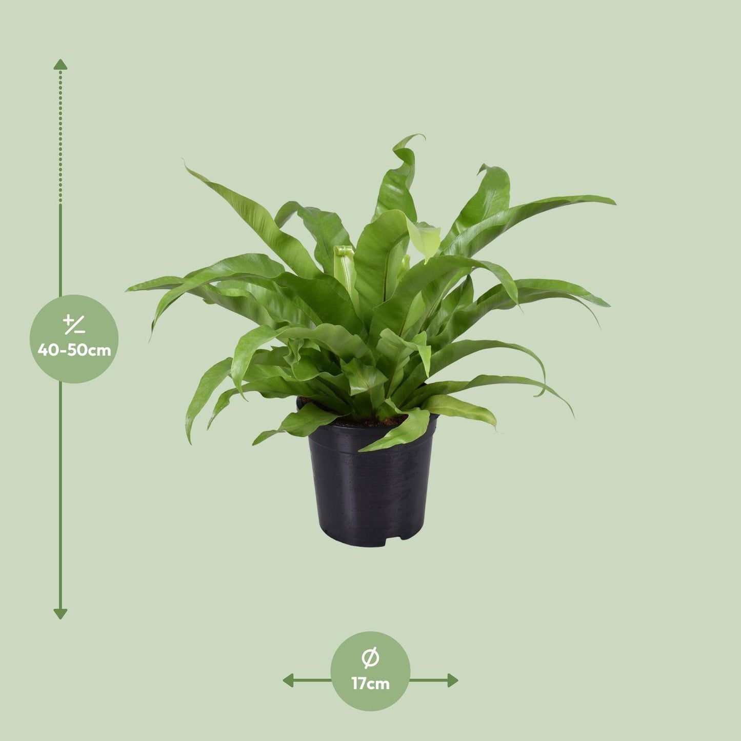 Asplenium Antiquum - Ø17cm - ↕45cm von Pflanzfix24.de - Pflanzfix24.de