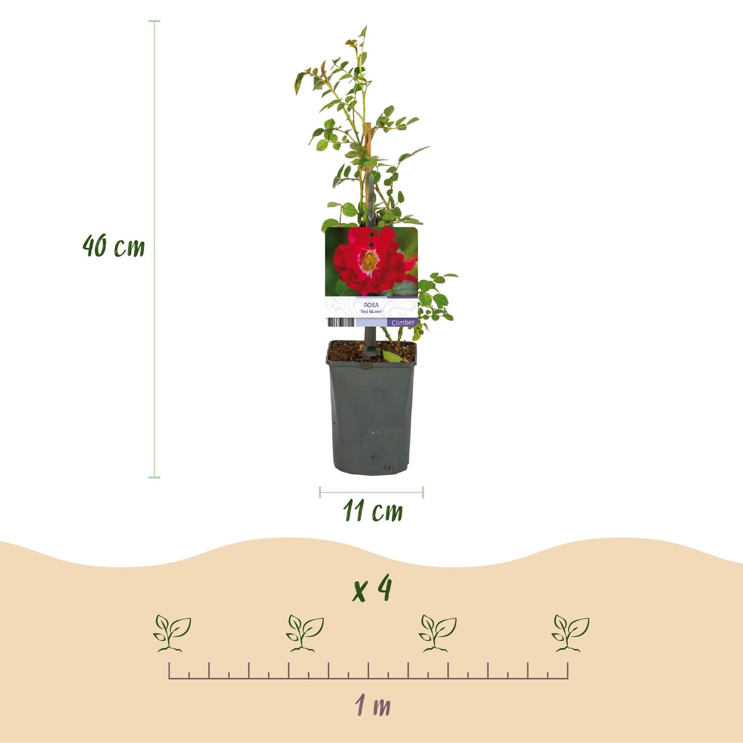 GreenboutiQ - Kletterrose - Rosa Red Queen - Blüte Rot - Geringer Pflegeaufwand - 2 Pflanzen - Topf 11cm Höhe 40cm - Pflanzfix24.de