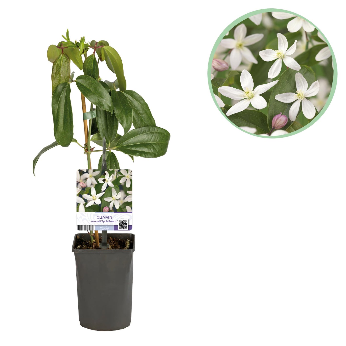 Pflanzfix24 - Clematis armandii Apple Blossom - Immergrüne Kletterpflanze - Rosa Blüte - 1 Pflanze im 11cm Topf