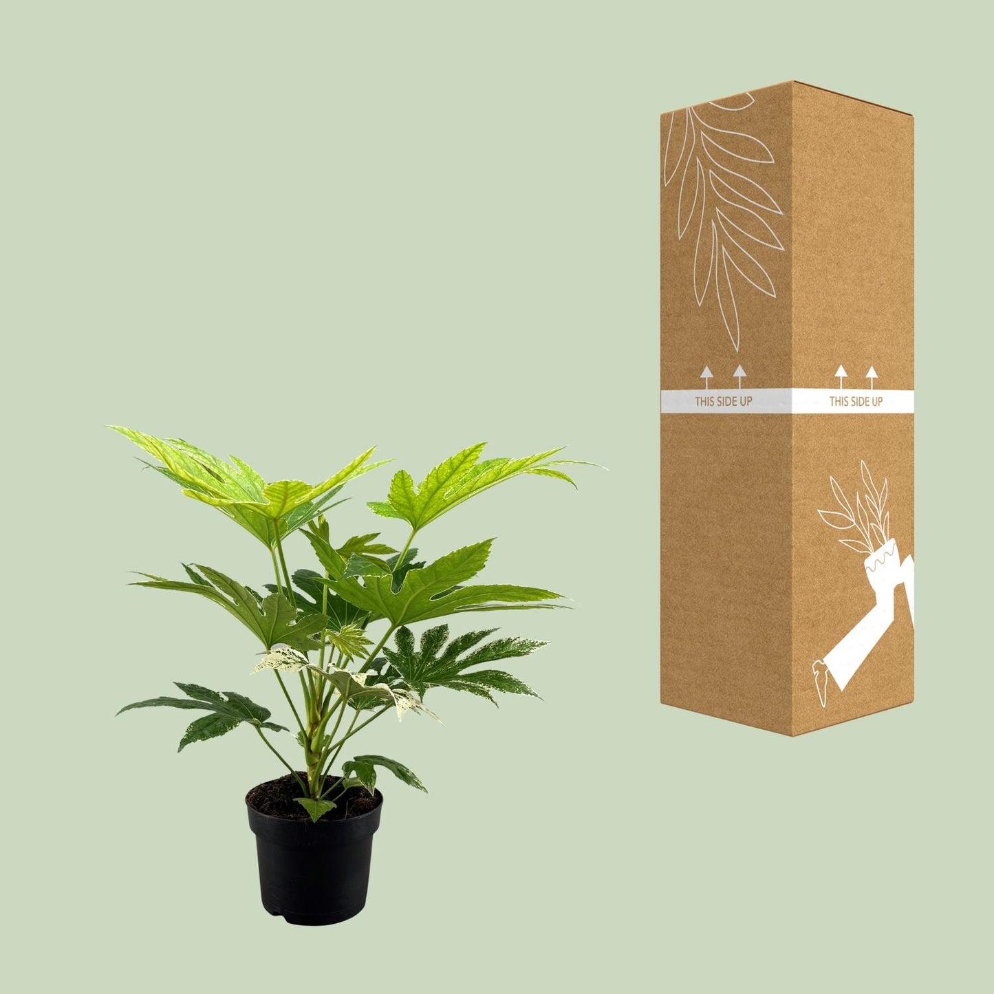 Fatsia Japonica Spider Web - Ø17cm - ↕50cm - pflanzfix24