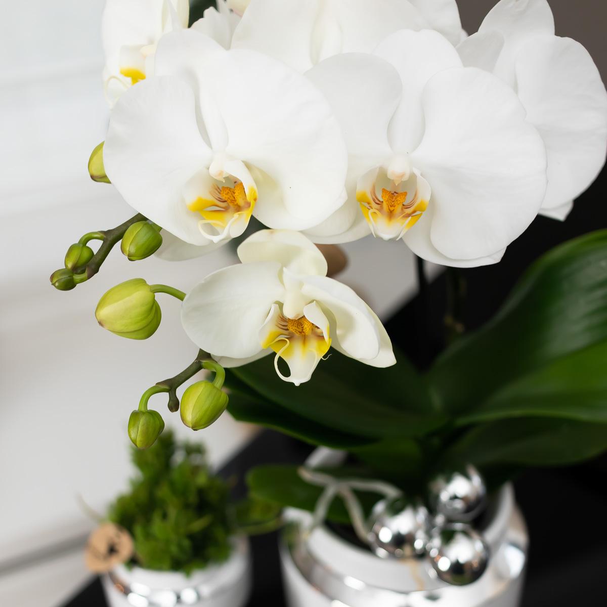 Pflanzfix24 - Set aus weißer Orchidee und Succulent auf Silbertablett - frisch vom Züchter