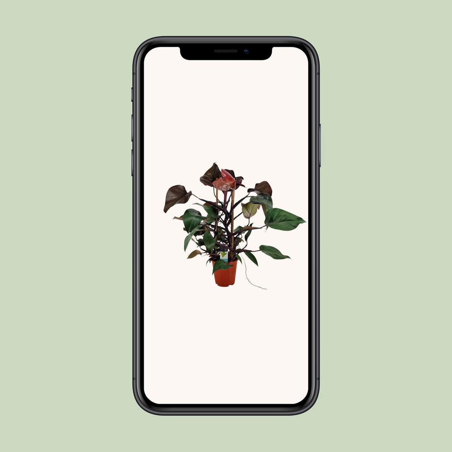 Philodendron Ruby Pyramide - Ø19cm - ↕75cm - Pflanzfix24