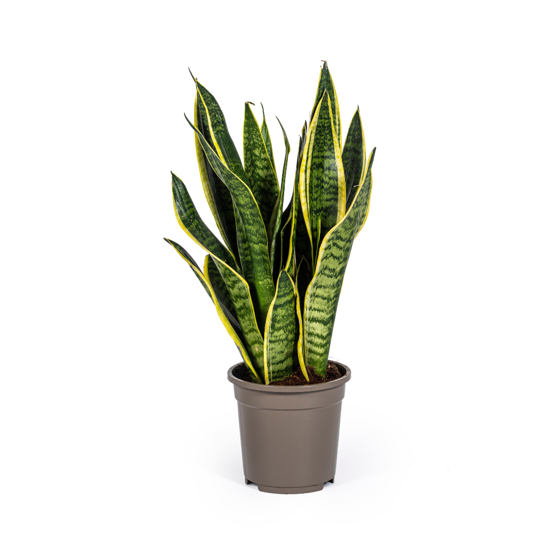 Sansevieria Trifasciata Futura Superba Ø17cm | Pflegeleichte Zimmerpflanze – Pflanzfix24.de - Pflanzfix24.de