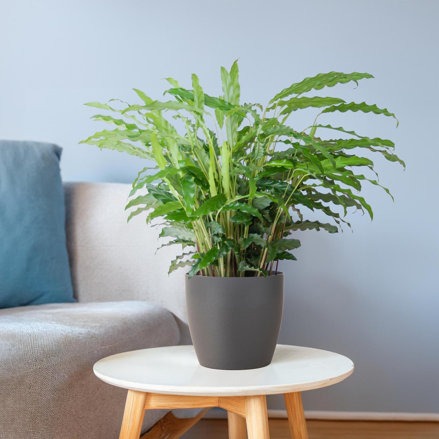 Calathea Rufibarba mit Viber Grau - 55cm - Ø17 - Pflanzfix24