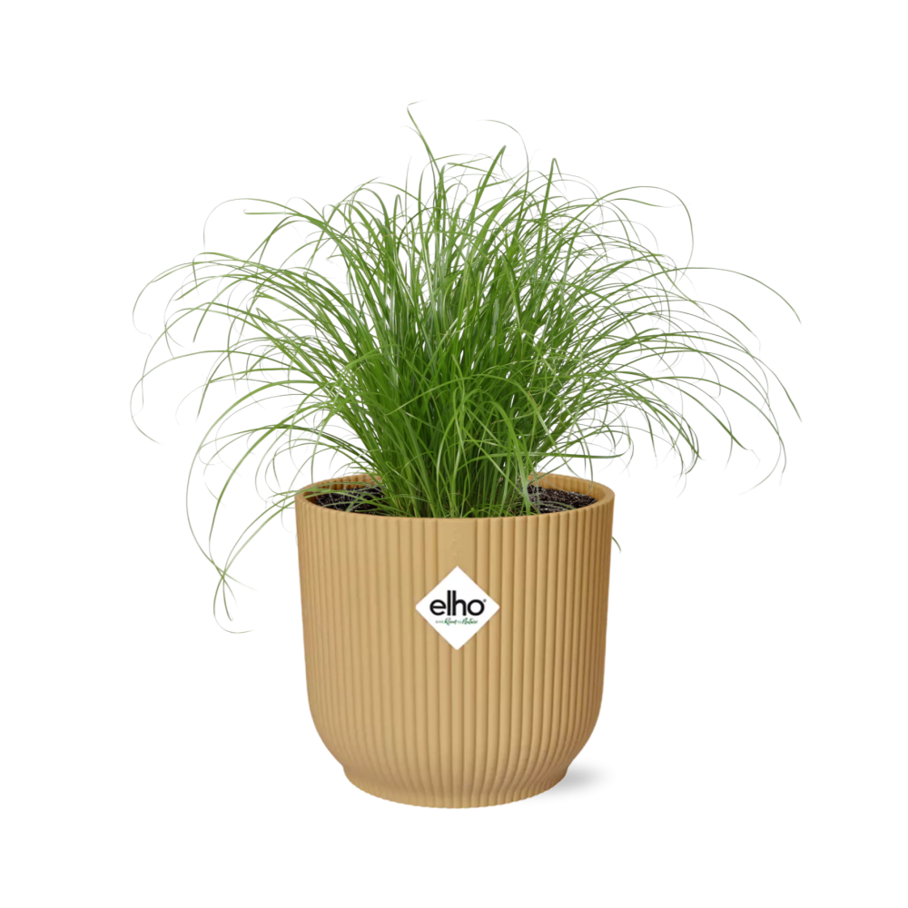 Cyperus Alternifolius Zumula in ELHO Vibes Fold 14cm geel bei Pflanzfix24