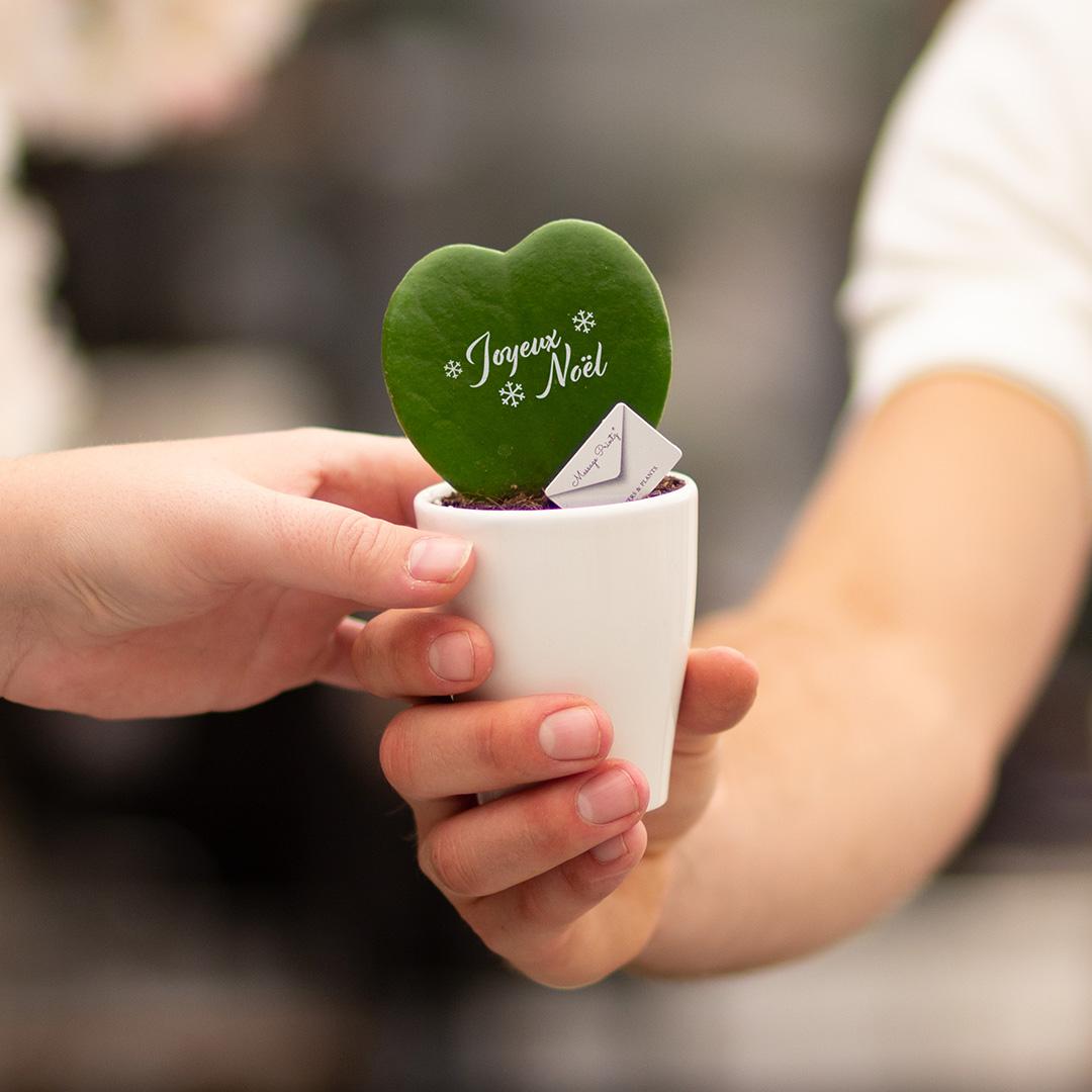 Message Printz® Hoya (Heartplant) | Joyeux Noël - Pflanzfix24