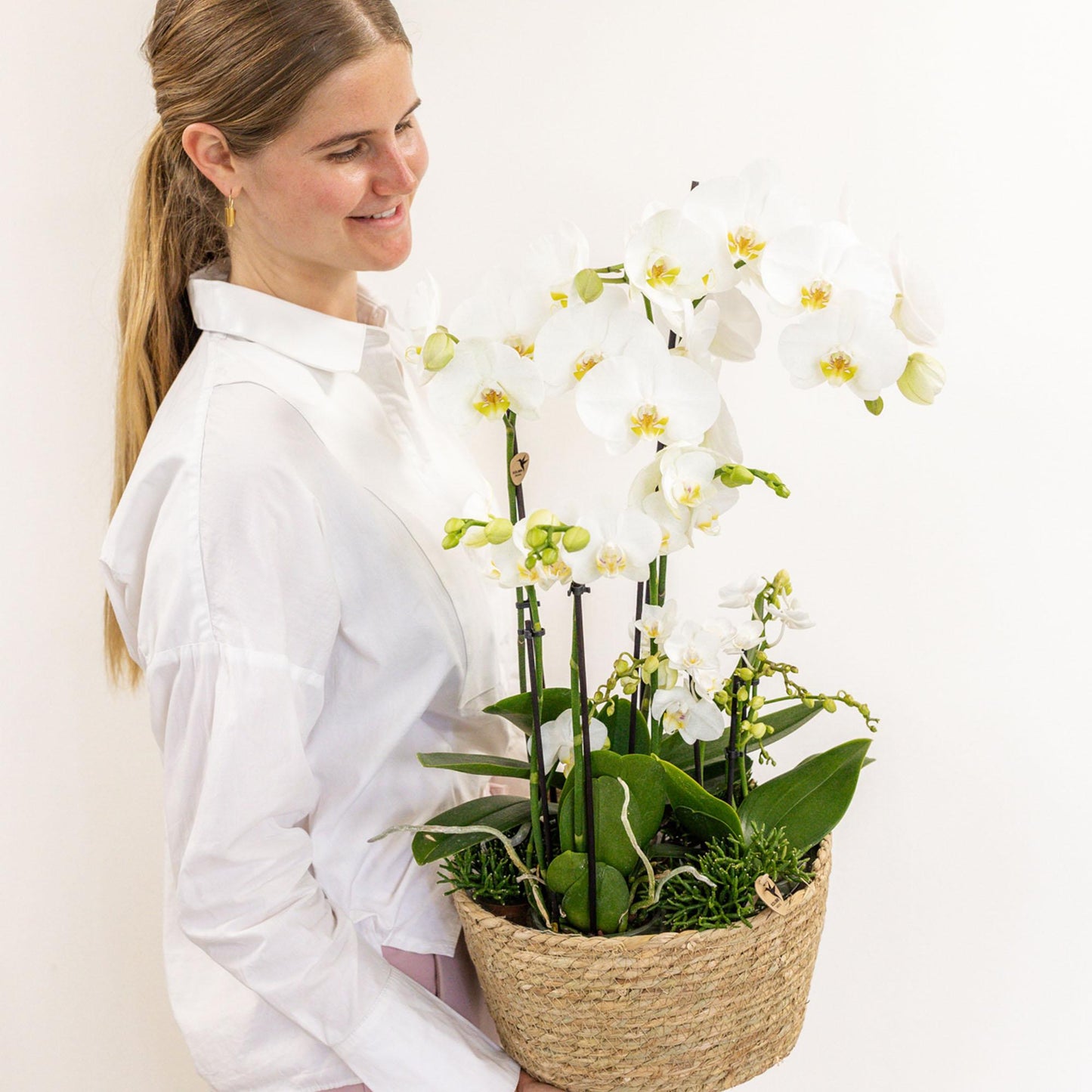 Kolibri Orchids | Pflanzenset im Baumwollkorb mit autarkem Wassertank - Pflanzfix24