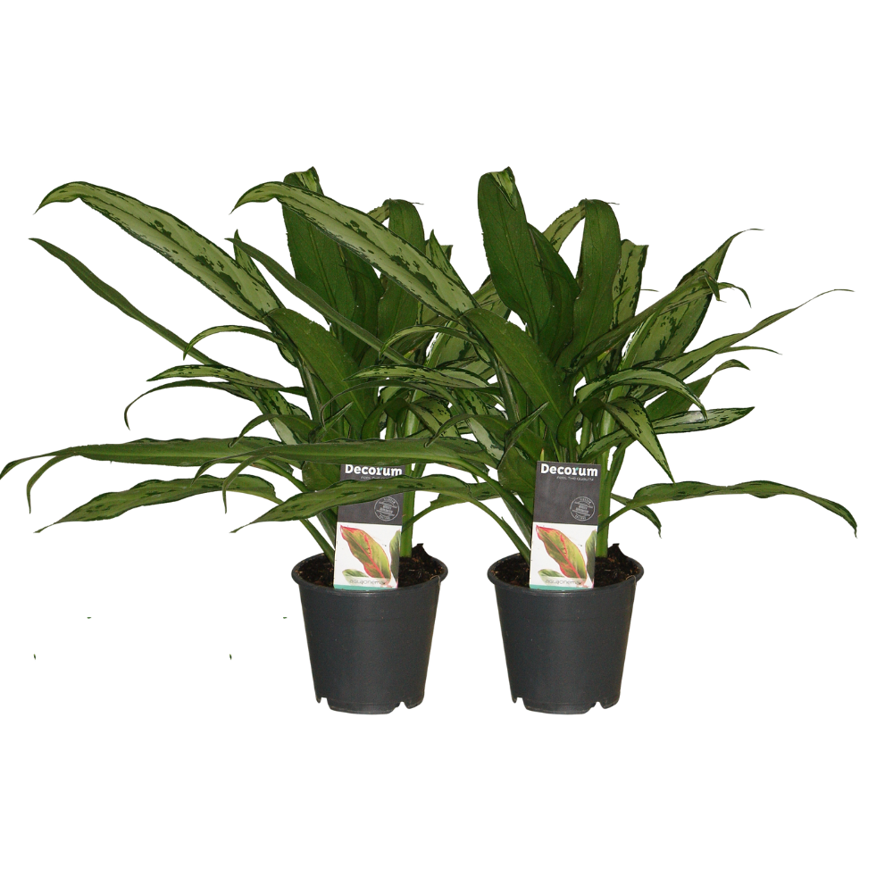 Aglaonema Cutlass - 2 Stück - ø12cm - ↕30cm von Pflanzfix24