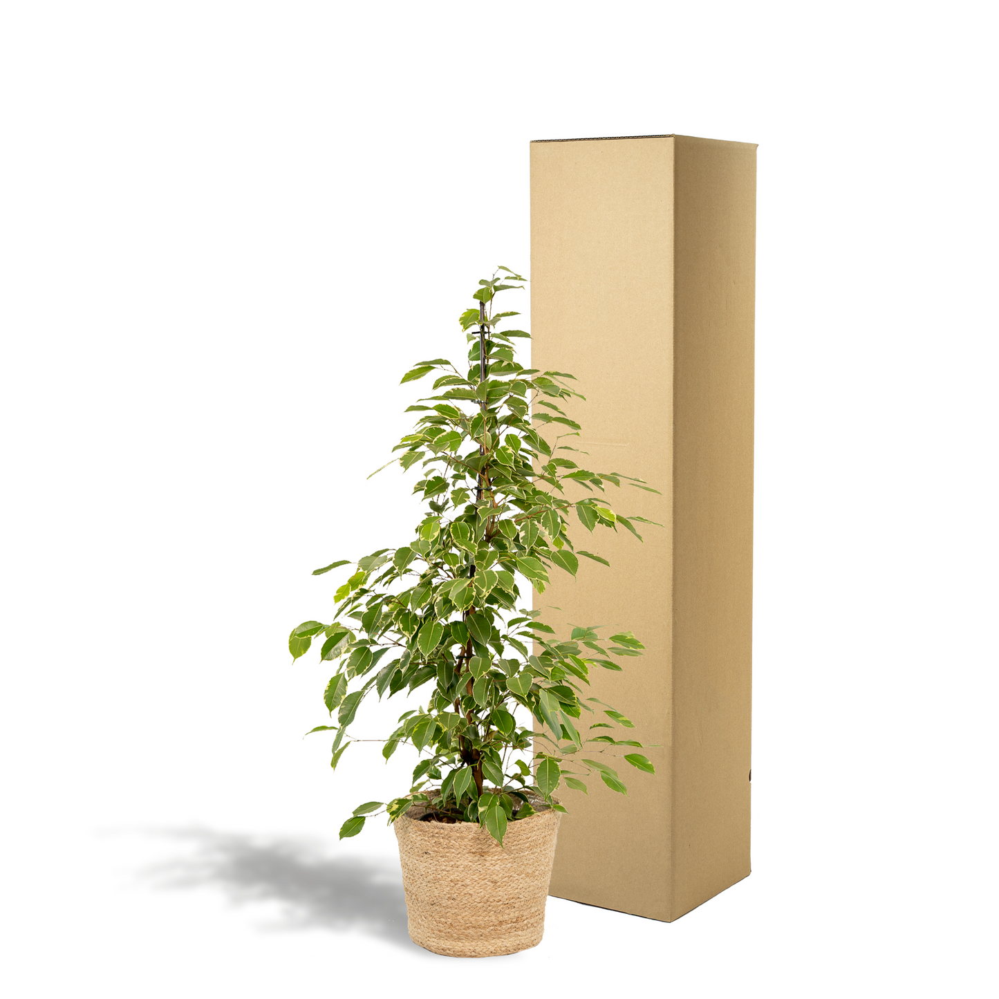 Ficus Benjamina Goldenking - Ø21cm - ↕95cm + Korb Selin - Pflanzfix24