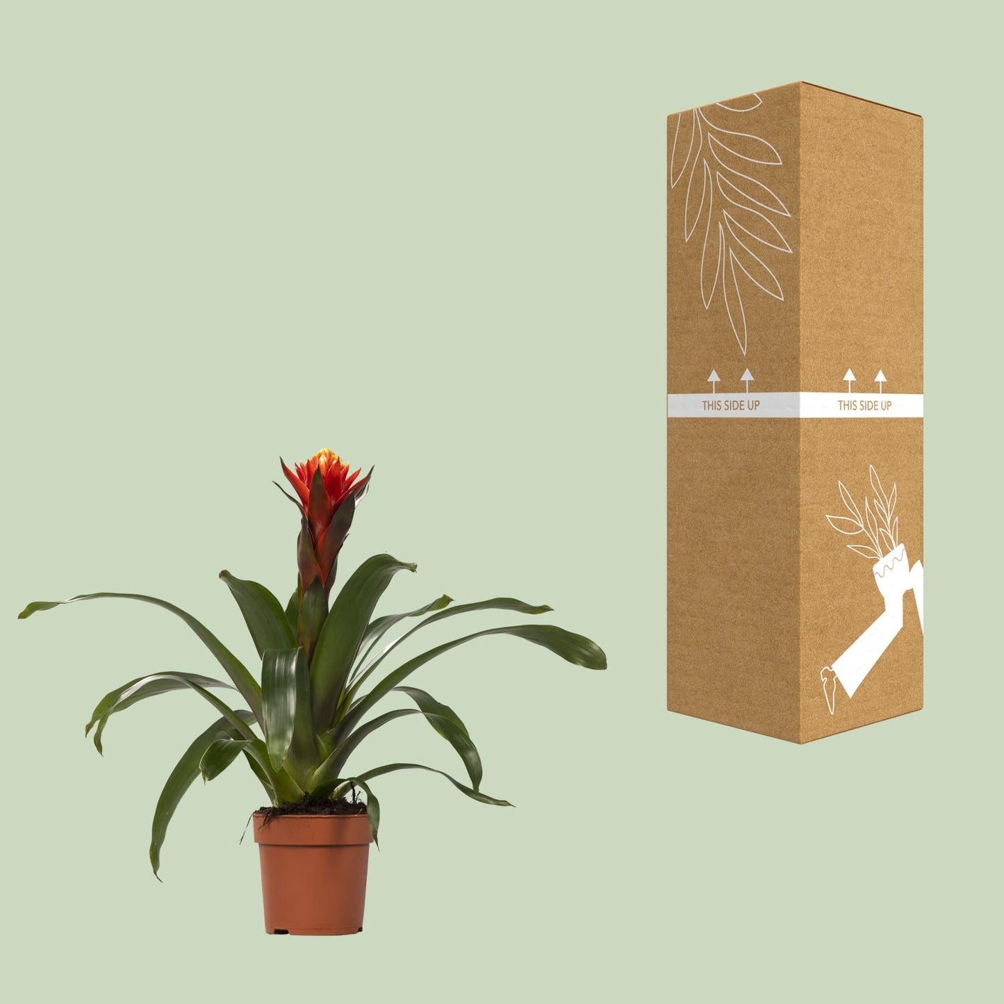Guzmania Happiness - Ø12 ↕45 - Pflanzfix24.de - Pflanzfix24.de