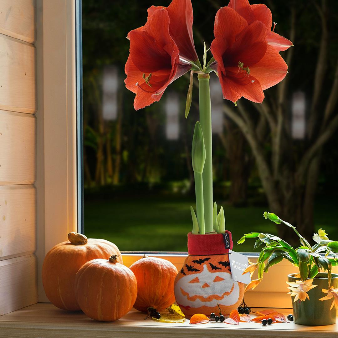 No Water Flowers® (wax amaryllis) | Fashionz Halloween - Orange + Red flower - Pflanzfix24
