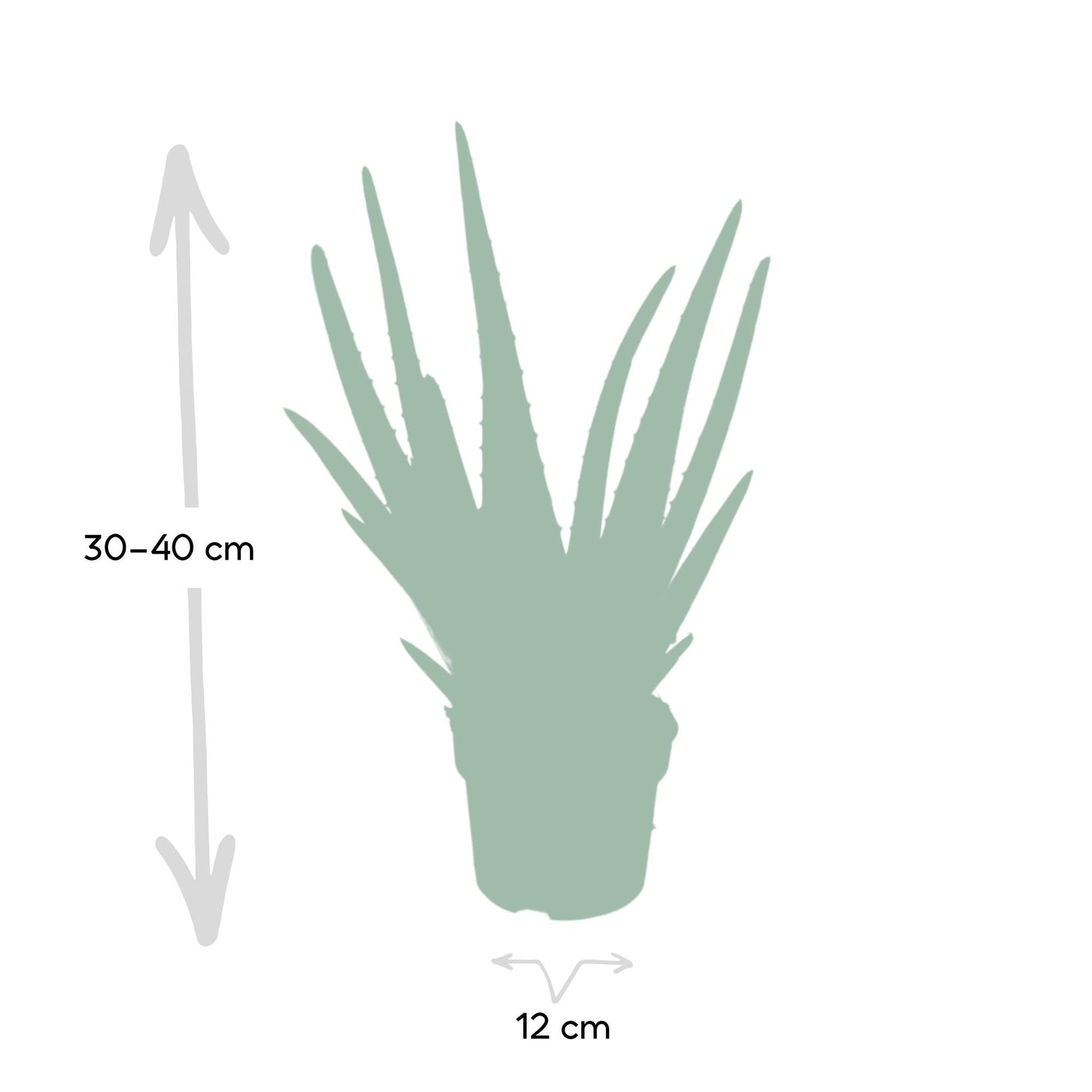Aloe Vera - Ø12cm - ↕40cm - Pflanzfix24.de - Pflanzfix24.de