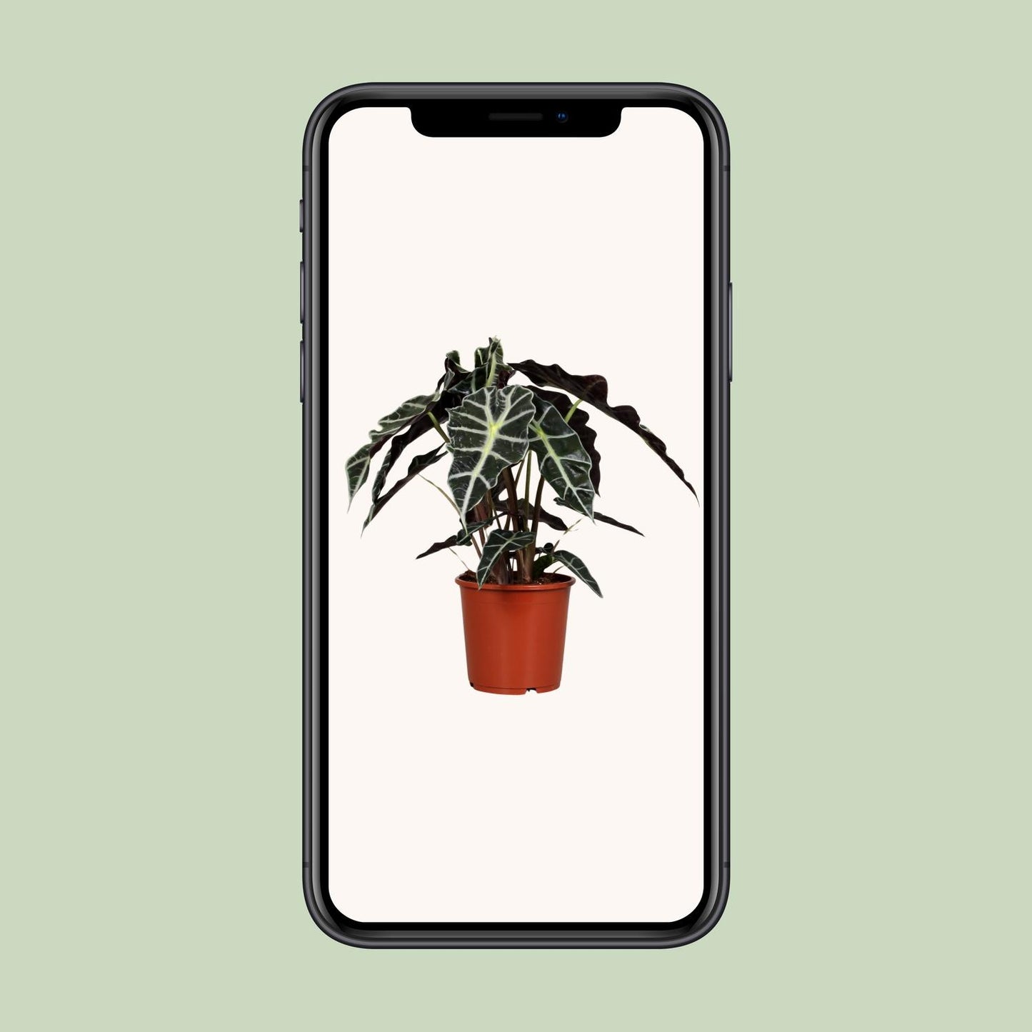 Alocasia Polly - Ø17cm - ↕45cm bei Pflanzfix24.de - Pflanzfix24.de