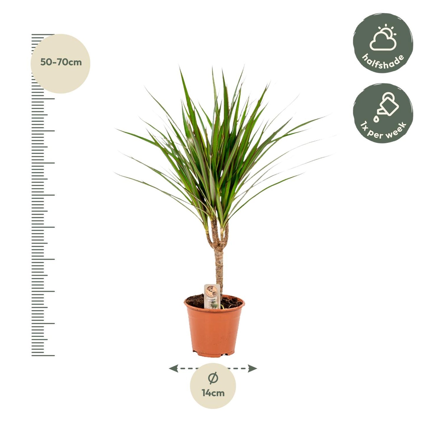 Dracaena Marginata - Ø14cm - ↕60cm - Pflanzfix24