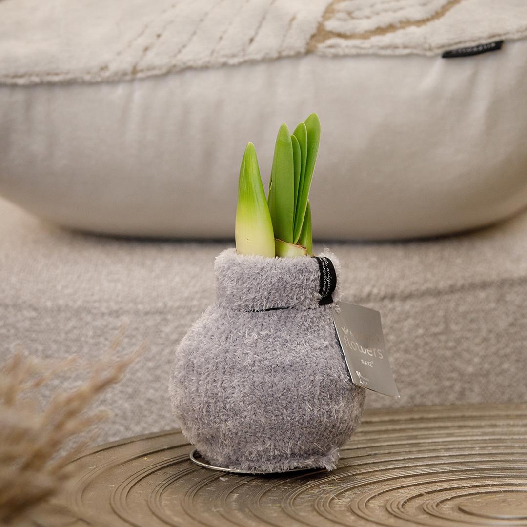 No Water Flowers® (wax amaryllis) Fashionz Cozy Fluffy Mix (3 pack) + Red flower - Pflanzfix24