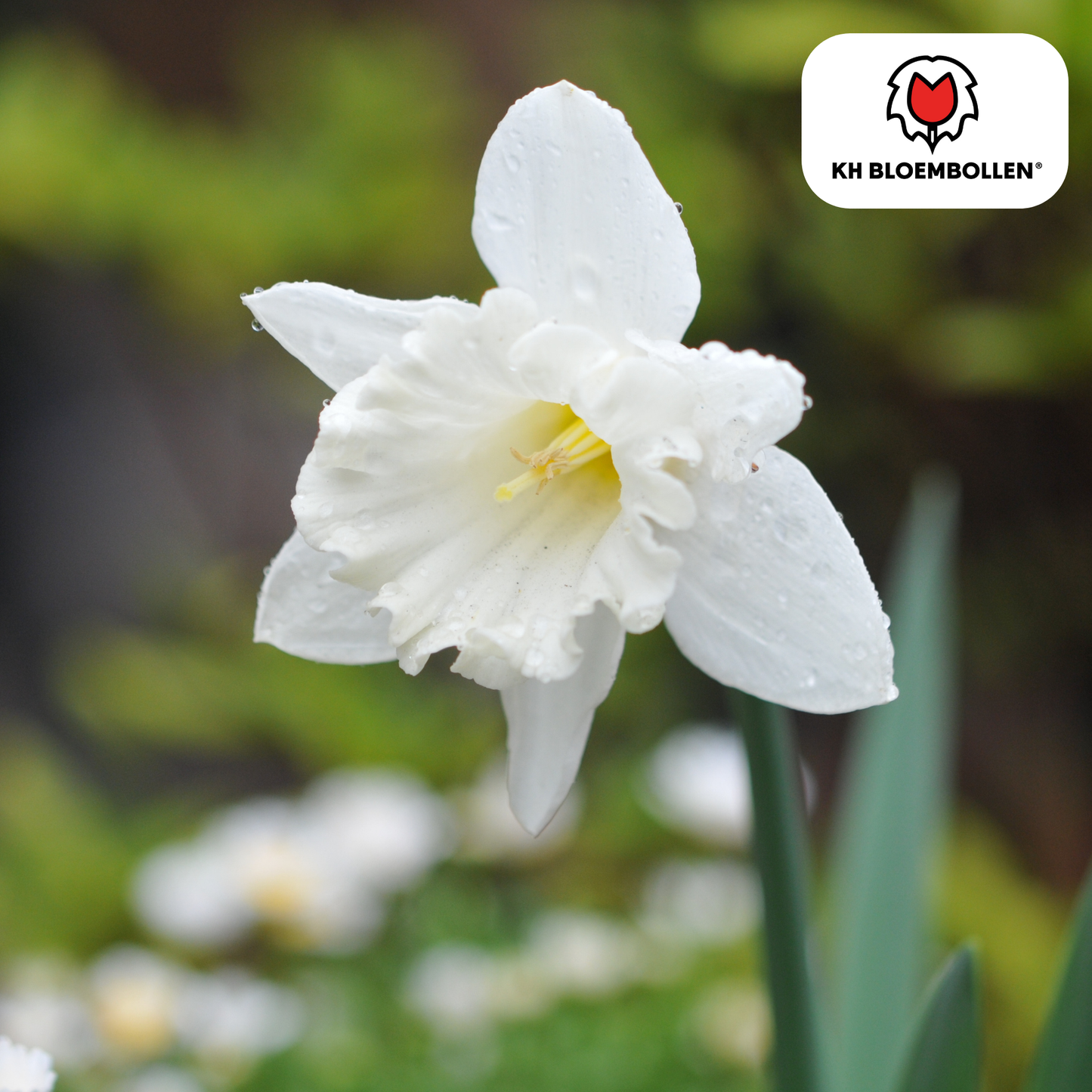 Snow Baby Narcis 20er Pack - Pflanzfix24
