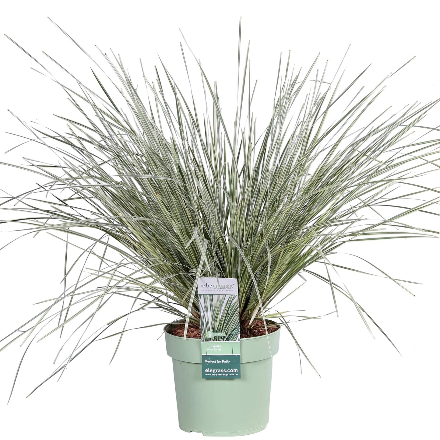 Lomandra 'White Sands' - Ø19cm - ↕40cm - Pflanzfix24