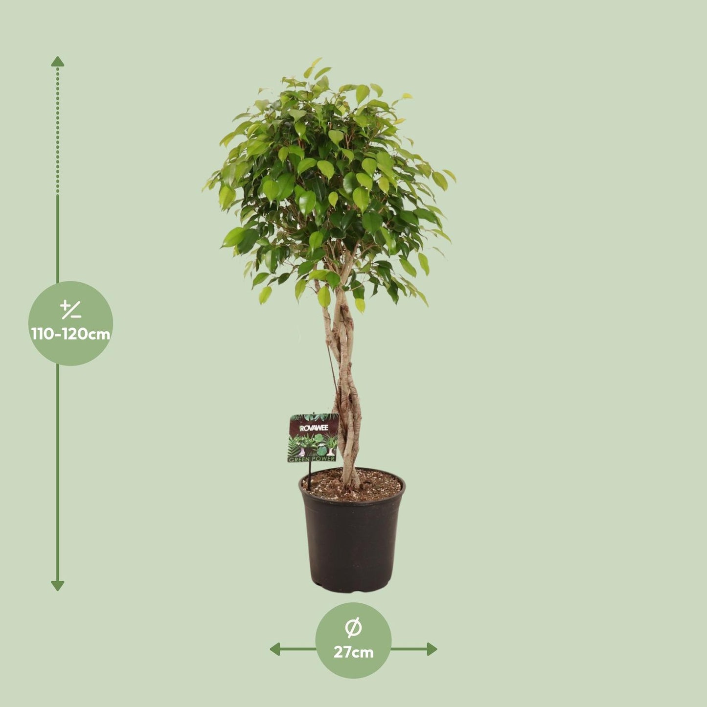 Ficus Benjamina Exotica - Ø27cm - ↕120cm bei Pflanzfix24.de - Pflanzfix24.de