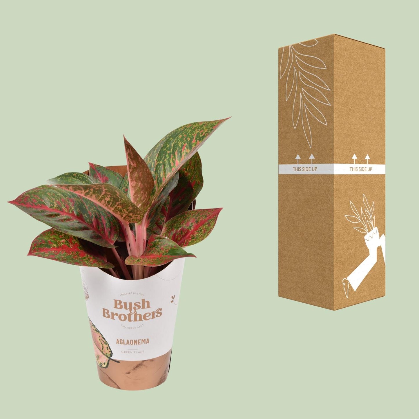 Aglaonema Dark Star - Ø12cm - ↕35cm by Pflanzfix24