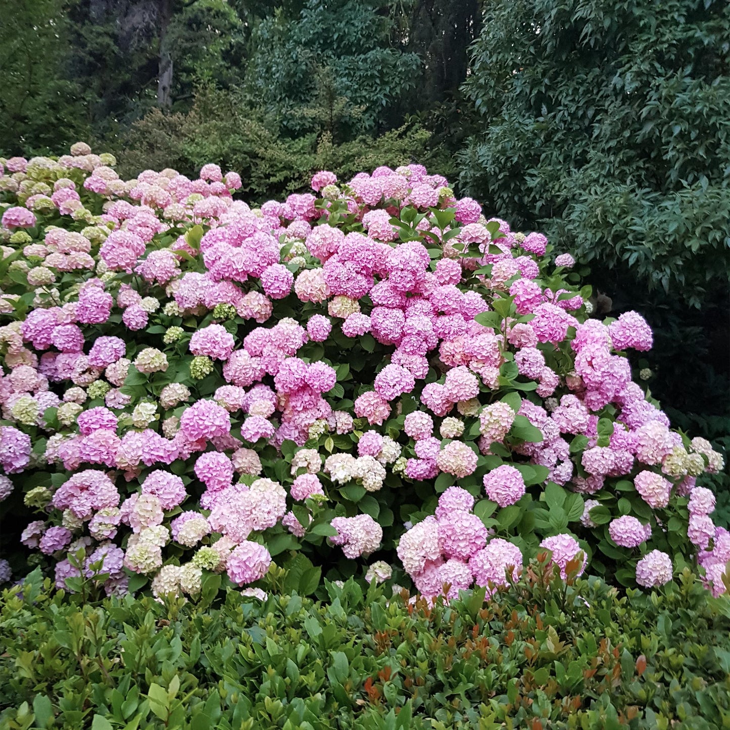 pflanzfix24 - Hortensie - Hydrangea macrophylla Rosa - Blume Rosa - 3 Pflanzen - 1 m2